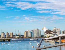 Classic Punta del Este